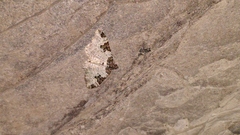 Xanthorhoe fluctuata