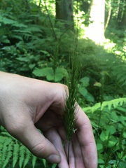 Hordelymus europaeus
