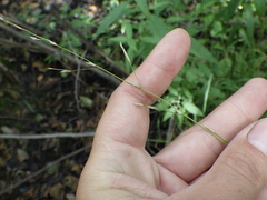 Glyceria notata