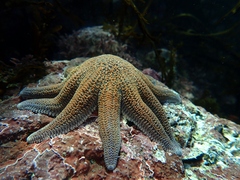Stichaster australis