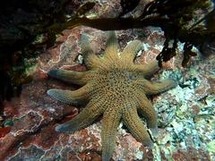 Stichaster australis