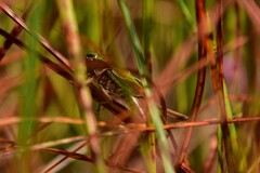 Metrioptera brachyptera