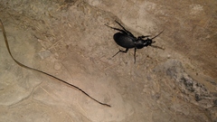 Carabus coriaceus