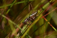 Metrioptera brachyptera