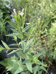 Epilobium pseudorubescens