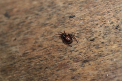 Steatoda bipunctata
