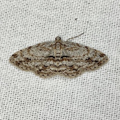 Didymoctenia exsuperata