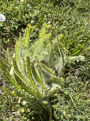 Cirsium foliosum