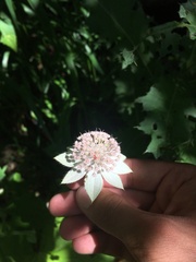Astrantia maxima