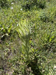 Cirsium foliosum