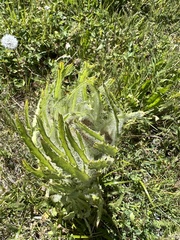 Cirsium foliosum