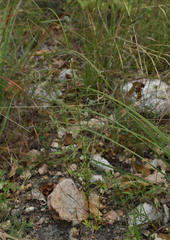 Spermacoce brachystema