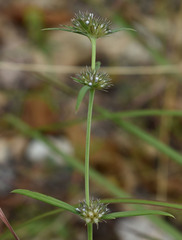 Spermacoce brachystema