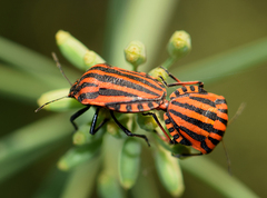 Graphosoma italicum italicum
