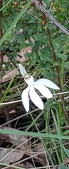 Caladenia catenata