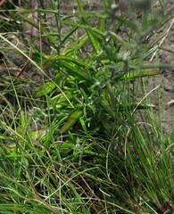 Zyrphelis outeniquae
