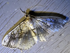 Pantographa limata