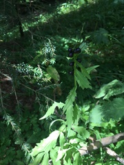 Cardamine bulbifera