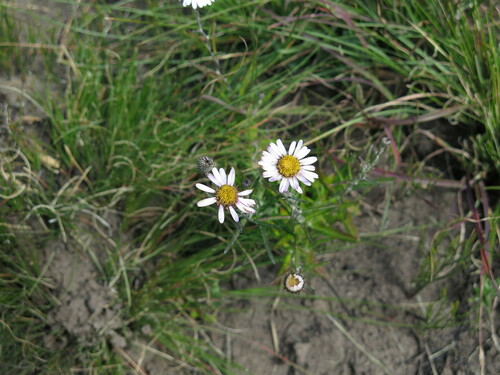 Outeniqua Plumeseed (Zyrphelis outeniquae)