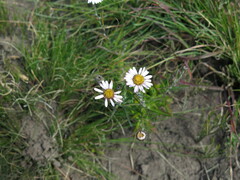 Zyrphelis outeniquae