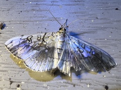 Pantographa limata