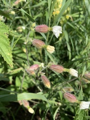 Silene latifolia alba