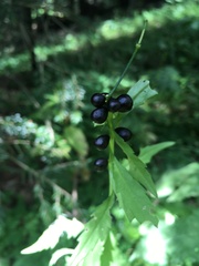Cardamine bulbifera