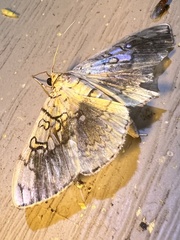 Pantographa limata