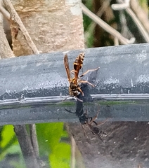 Polistes