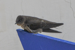 Ptyonoprogne concolor