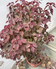 Euphorbia cotinifolia