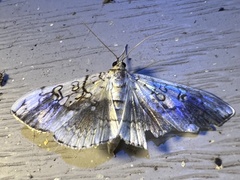 Pantographa limata