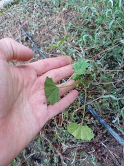 Malva parviflora