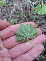 Malva parviflora