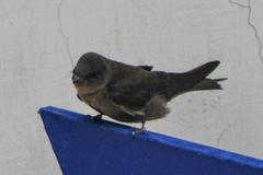 Ptyonoprogne concolor