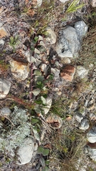 Arctotis angustifolia