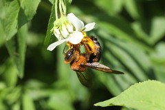 Xylocopa ruficeps