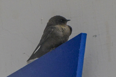 Ptyonoprogne concolor