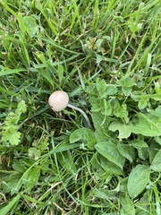 Panaeolus foenisecii
