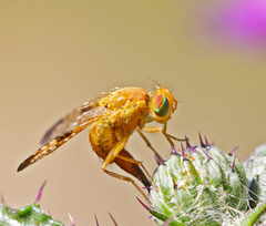 Xyphosia miliaria
