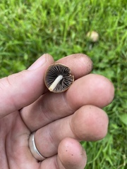 Panaeolus foenisecii