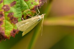 Udea lutealis