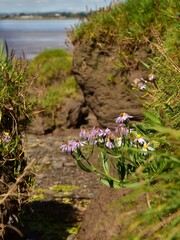 Tripolium pannonicum