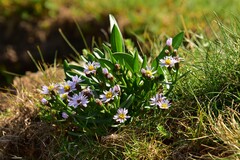 Tripolium pannonicum