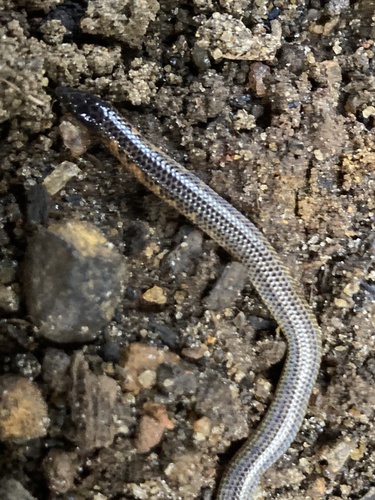 Eranga Viraj’s shieldtail snake