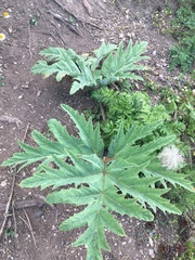 Heracleum leskovii