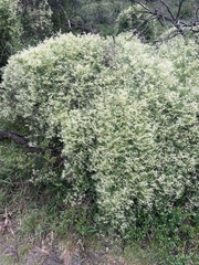 Clematis microphylla