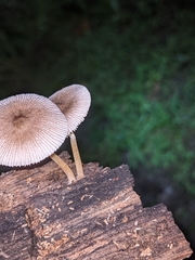 Pluteus longistriatus