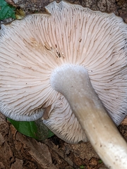 Pluteus longistriatus