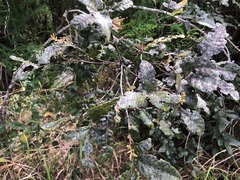 Alectryon tomentosus